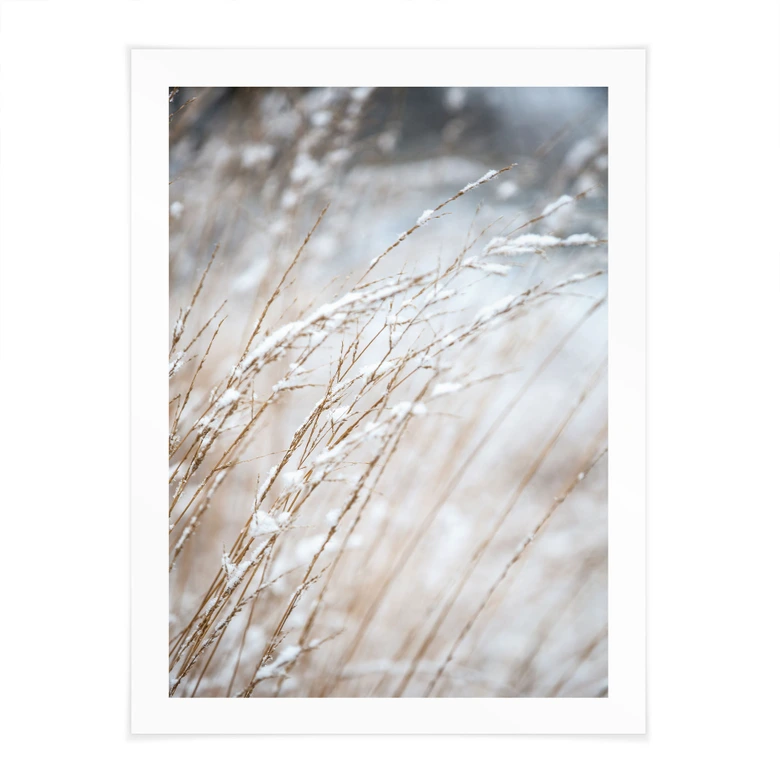 Poster Zarte Gräser im Schnee - Böhmer 