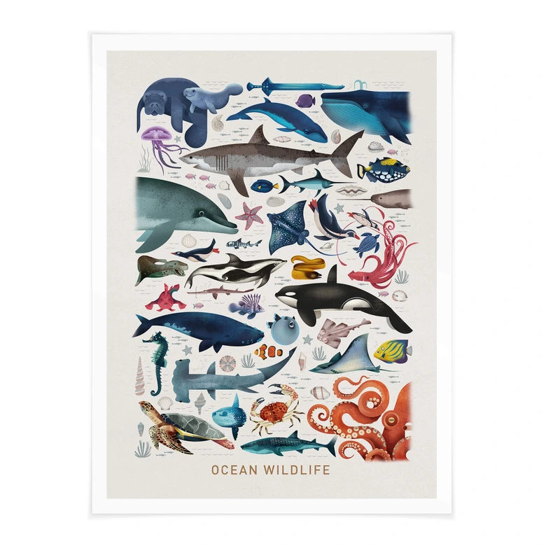 Poster Braun - Ocean Wildlife 