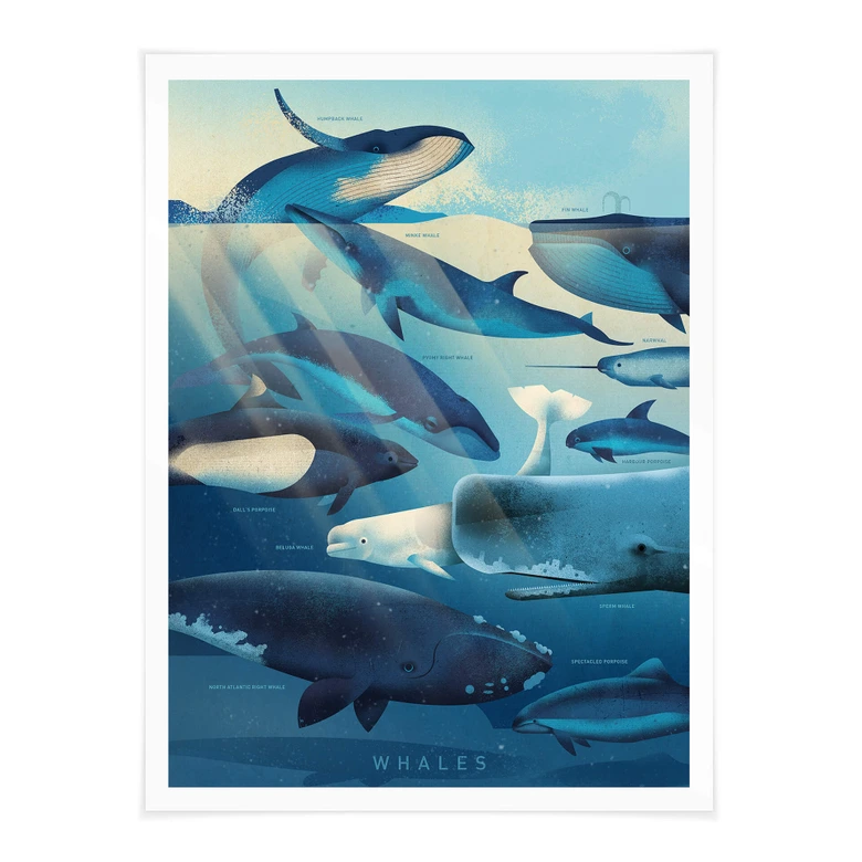Poster Braun - Whales 
