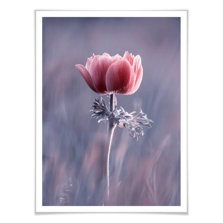 Plakat Bravin - Czerwony kwiat 