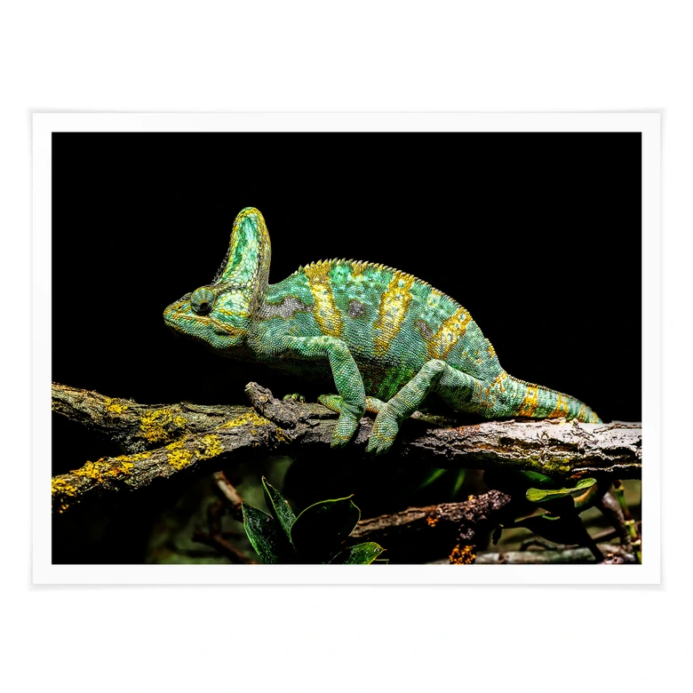 Poster Brown - Chamäleon 