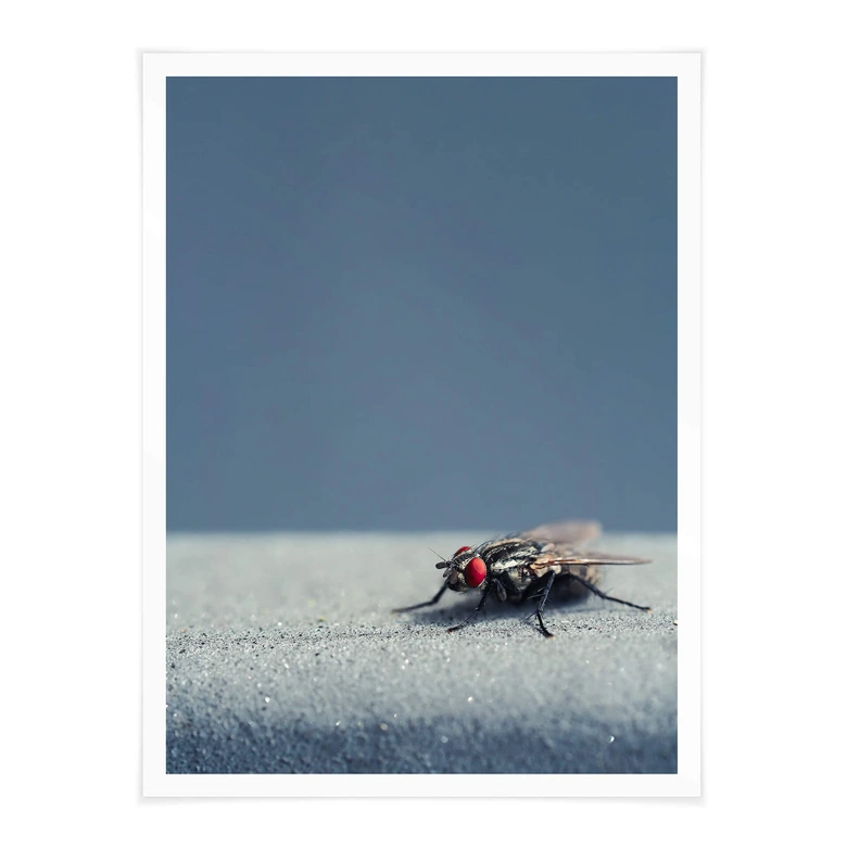 Poster Brown - Hausfliege auf Blau 