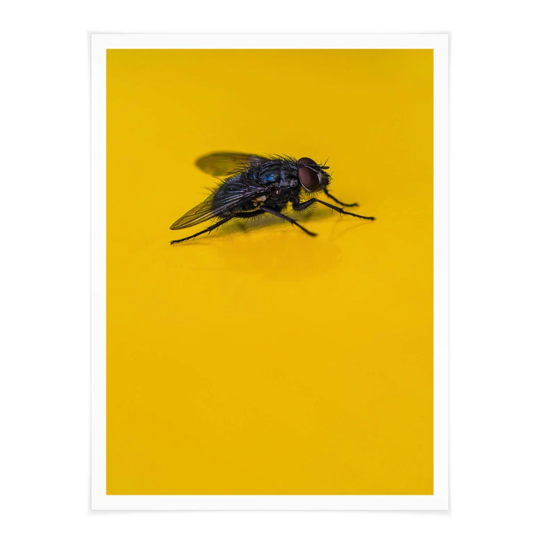 Poster Brown - Hausfliege auf Gelb 