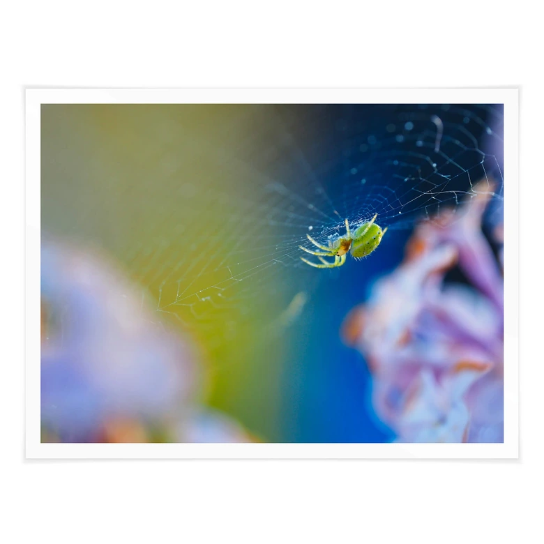 Poster Brown - Niedliche Spinne 