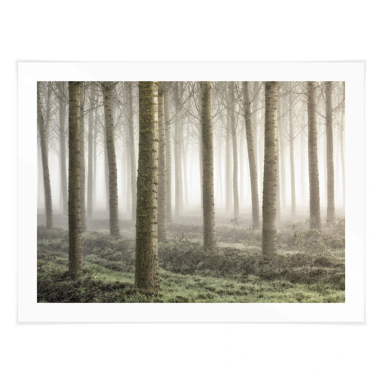 Plakat Carozzi - Bajkowy las w porannej mgle 