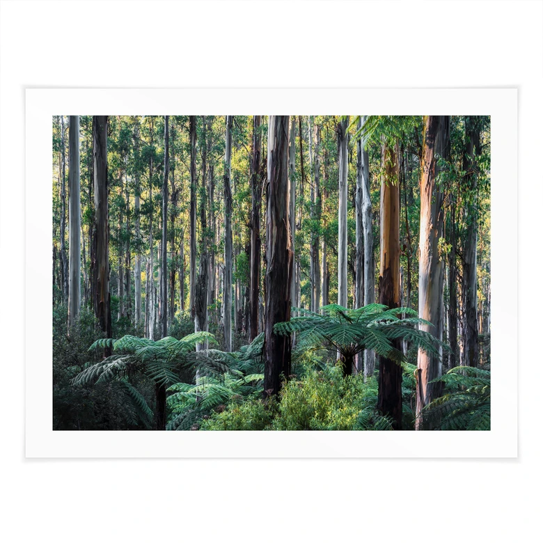 Poster Eukalyptusskog i Yarra Ranges - Colombo 