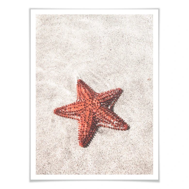 Póster Colombo - Estrella de mar roja 