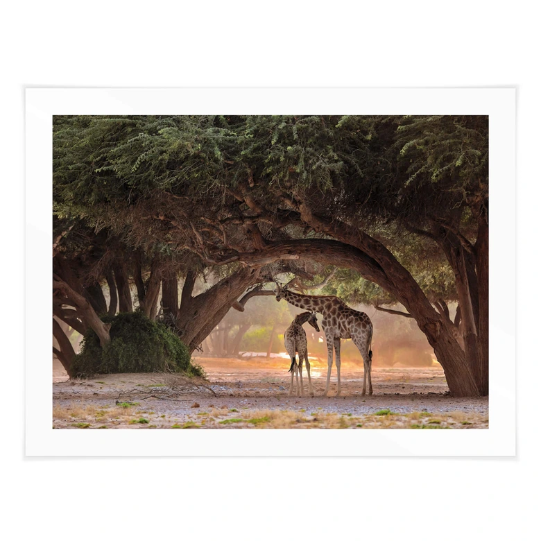 Poster D'Amico - Zwei Giraffen in Namibias Savanne 