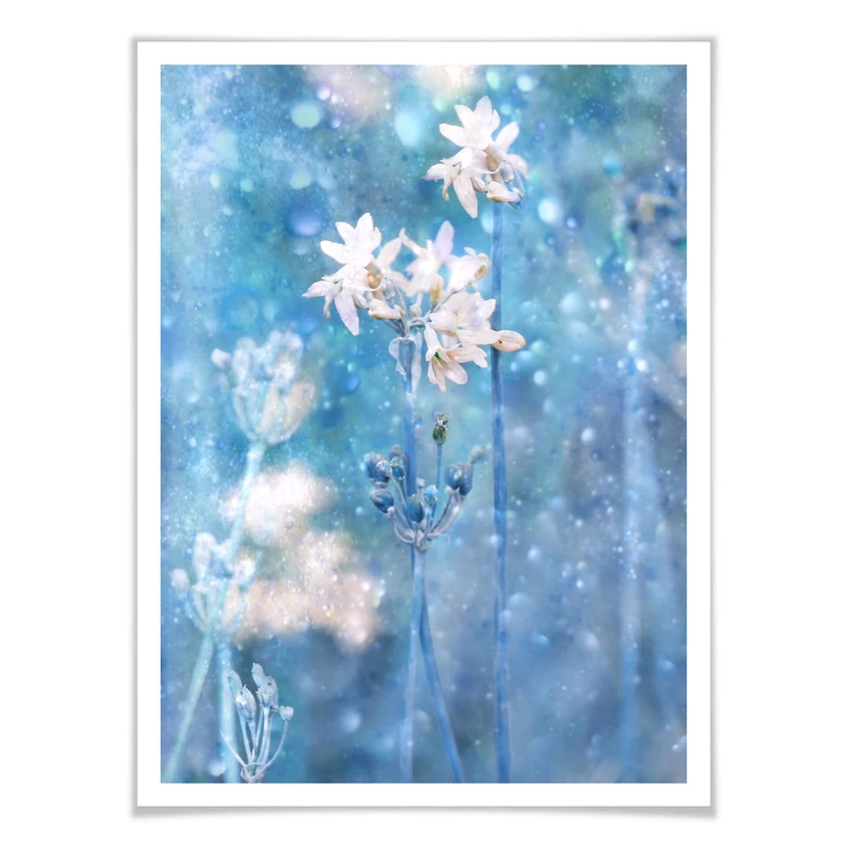 Poster Devos - Magie der Natur 