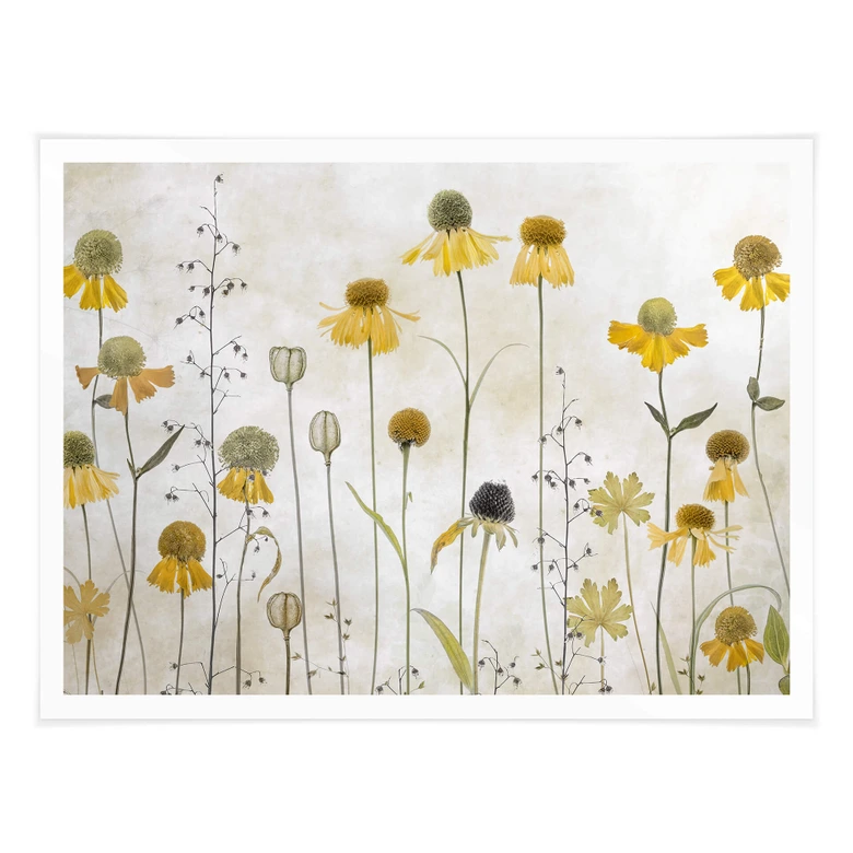 Plakat Disher - Słonecznik 
