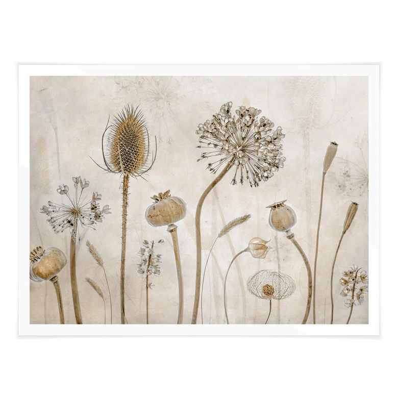 Poster Disher - Trockenblumen 