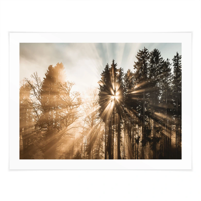 Natur Poster Lichtstrahlen im Wald - Eisenmann 