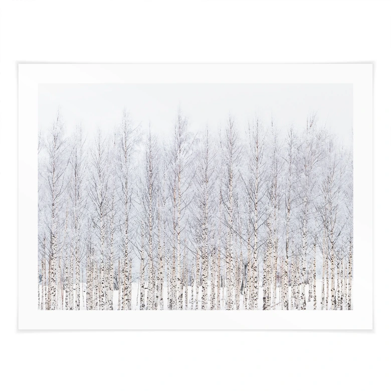 Poster Forêt de bouleaux en hiver - EMELIEmaria 