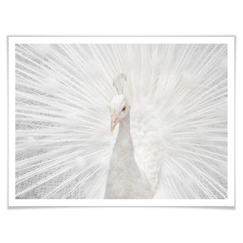 Póster Fegari - Pavo real blanco 