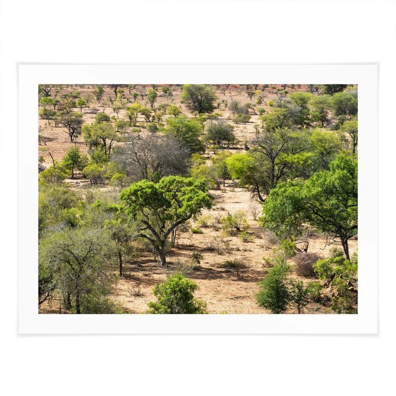 Plakat savannelandskab i Afrika - Hugonnard 