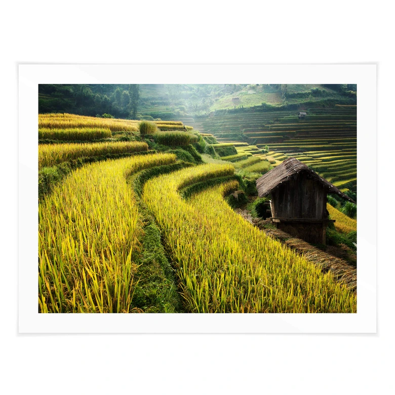 Poster Intarob - rizières au Vietnam 