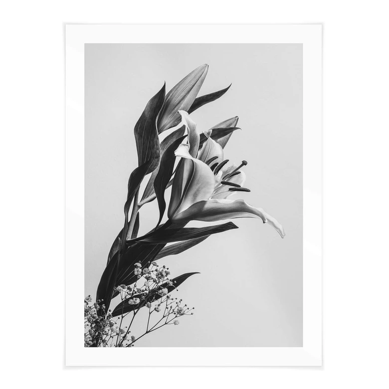 Poster Jo - Zauberhafter Lilie schwarz-weiß 