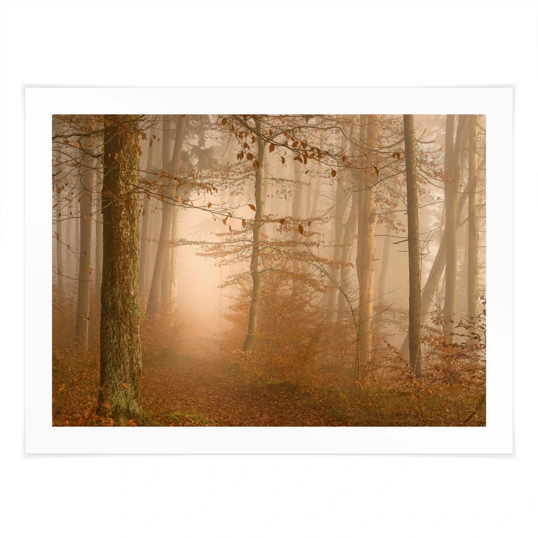 Poster Dunst und Licht im herbstlichen Wald - Maier 