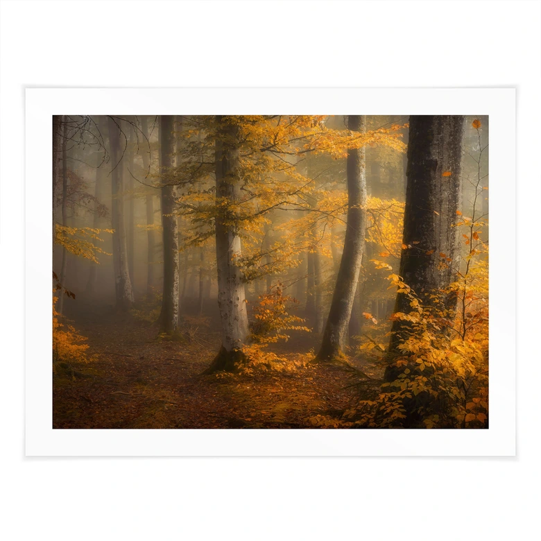 Poster Feuilles d'or dans la forêt brumeuse - Maier 