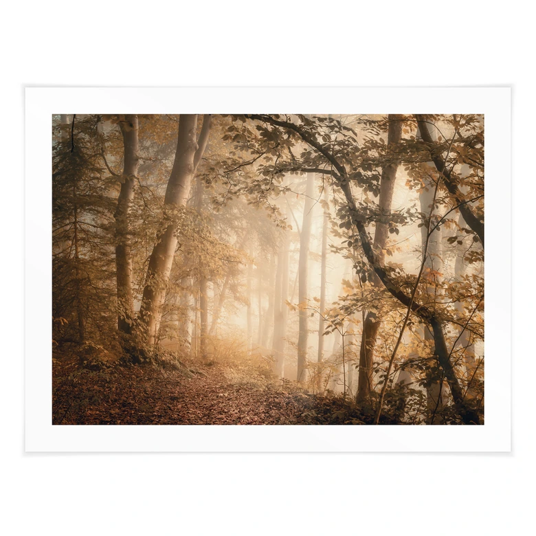 Poster Wald im morgendlichen Nebel - Maier 