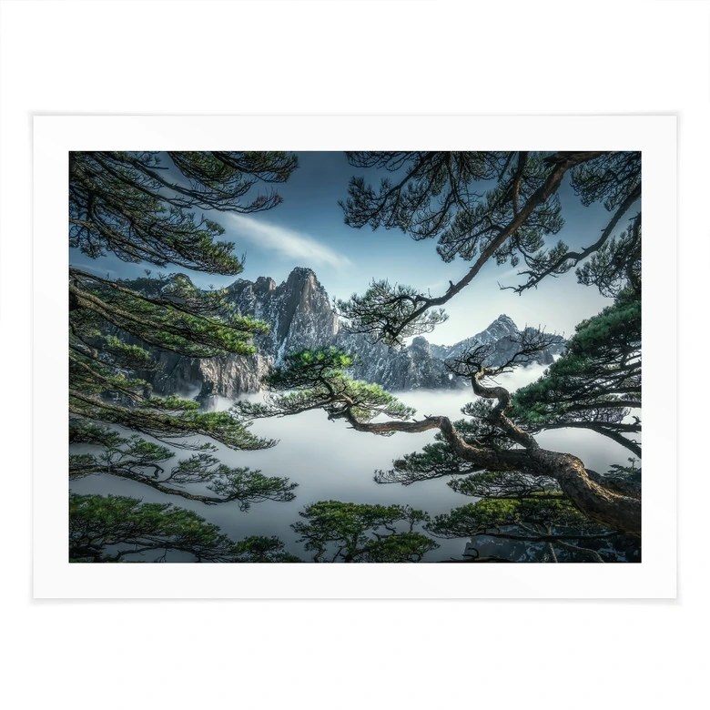 Poster Kiefernwald im Huang Shan Gebirge - NingYun Ye 