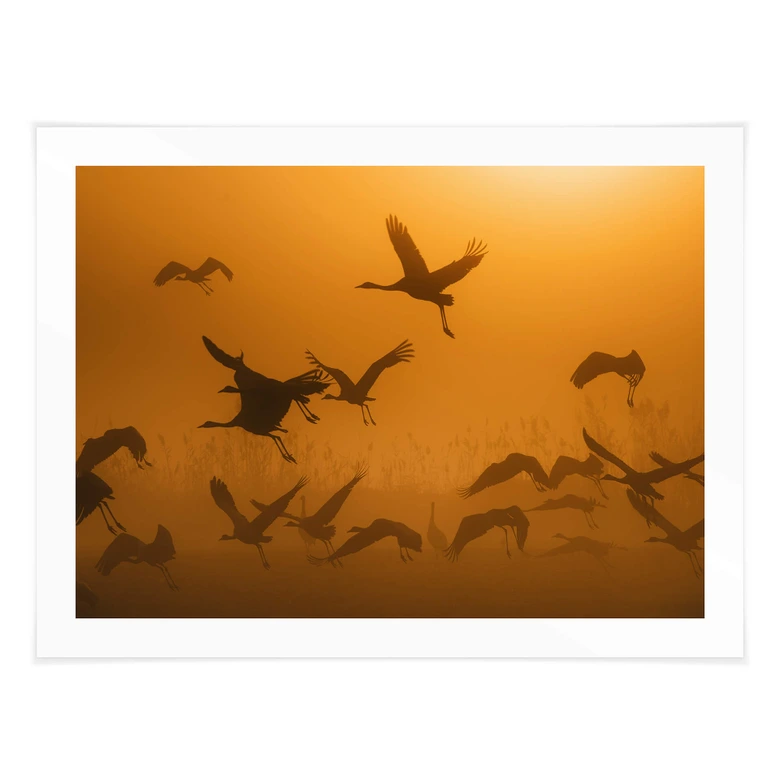 Plakat Rosenblatt - Stado ptaków o świcie 