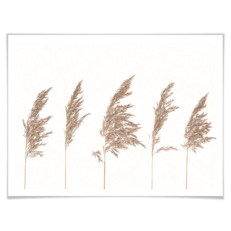 Poster Schilfgras 