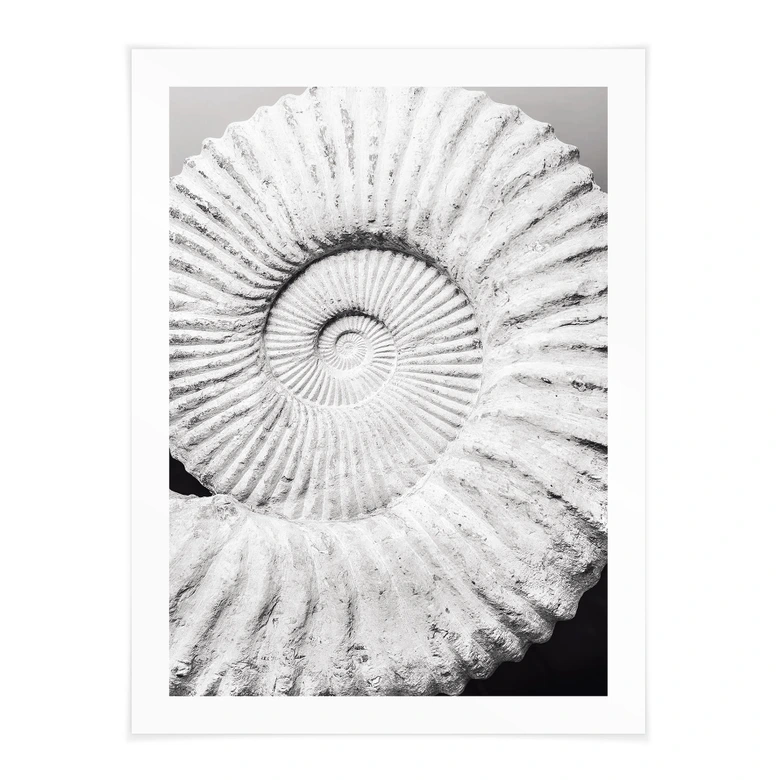 Poster Fossile Muschel - Shot by Clint 