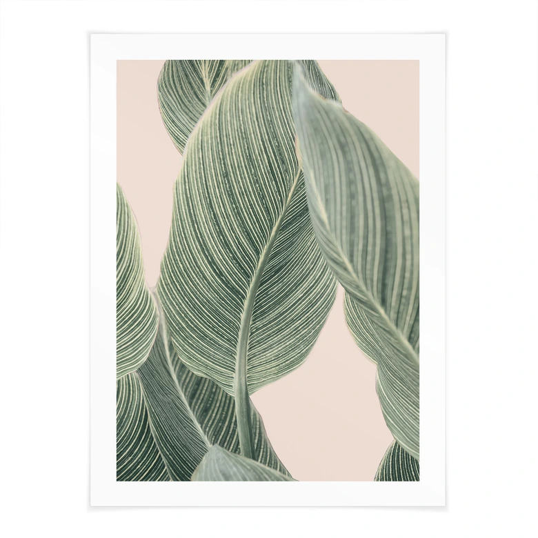 Poster Calathea växt - Sisi & Seb 