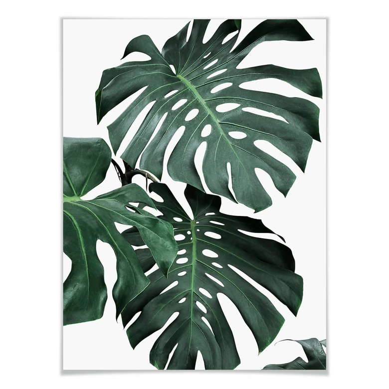 Plakat - Sisi & Seb - Monstera 