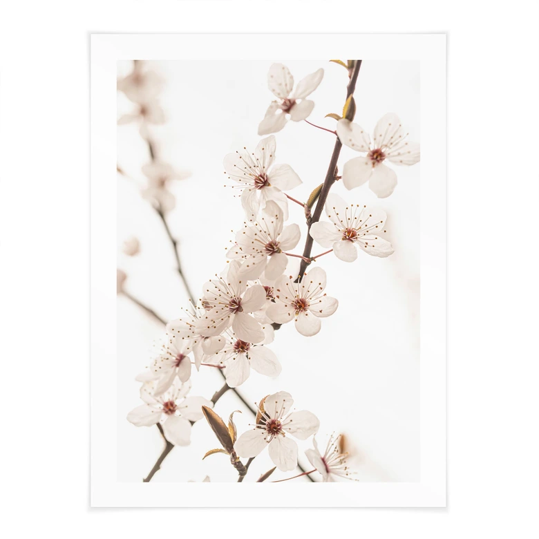 Poster Branche avec fleurs de cerisier blanches - Sisi & Seb 
