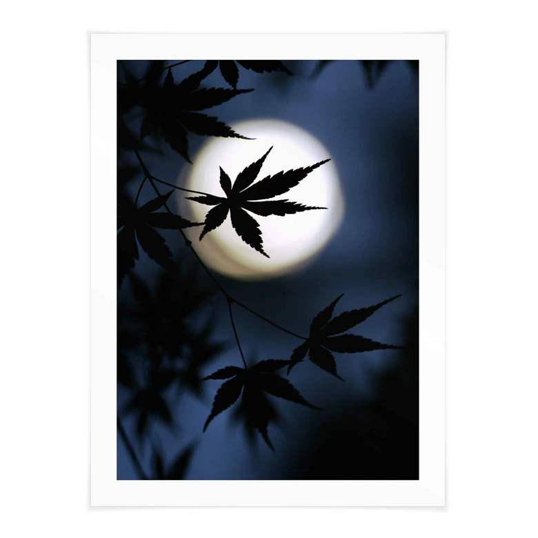 Plakat Tomihisa - Japoński klon w świetle księżyca 