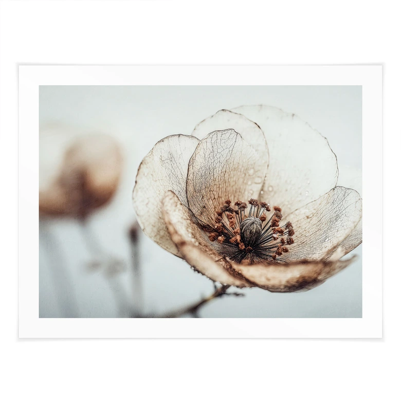 Blumen Poster Trockenblüte Beige Naturpoesie - Treechild 