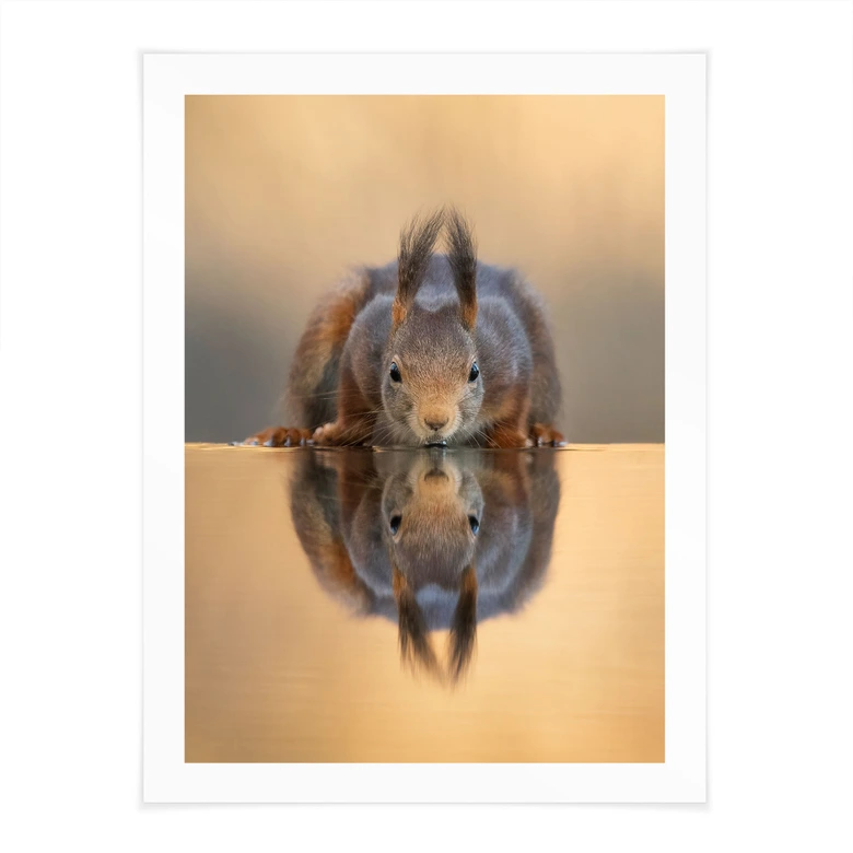 Poster Eichhörnchen am Wasser - van Duijn 