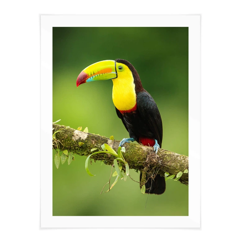 Poster van Duijn - Fischertukan in Costa Rica 
