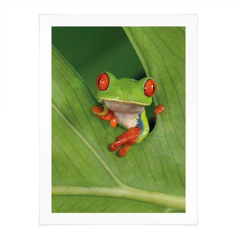 Poster Laubfrosch im Regenwald - van Duijn 