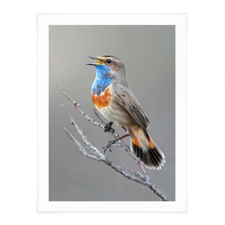 Poster Singendes Blaukehlchen - van Duijn 