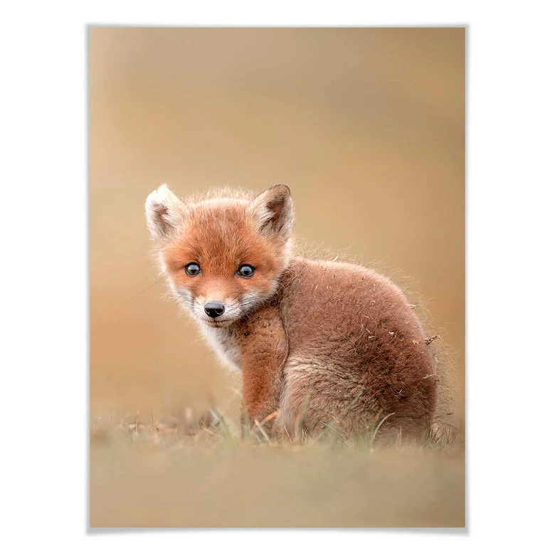 Plakat - van Duijn - Baby fox 