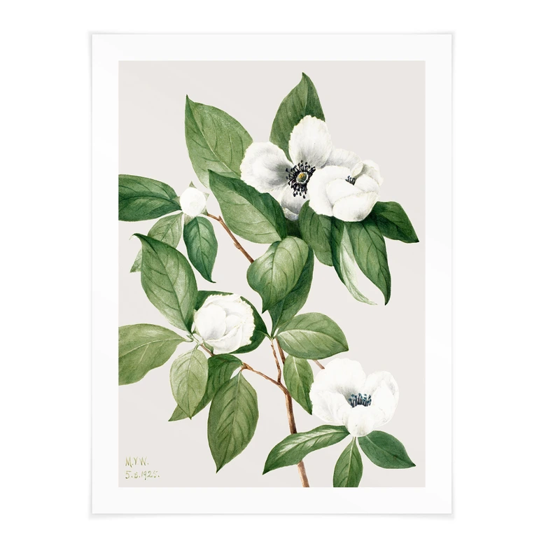 Poster Botanik Illustration einer Scheinkamelie - Walcott 