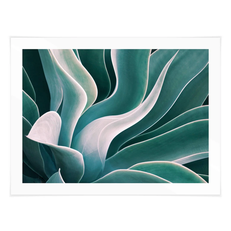 Poster Wechsler - Agave in de Ochtend 
