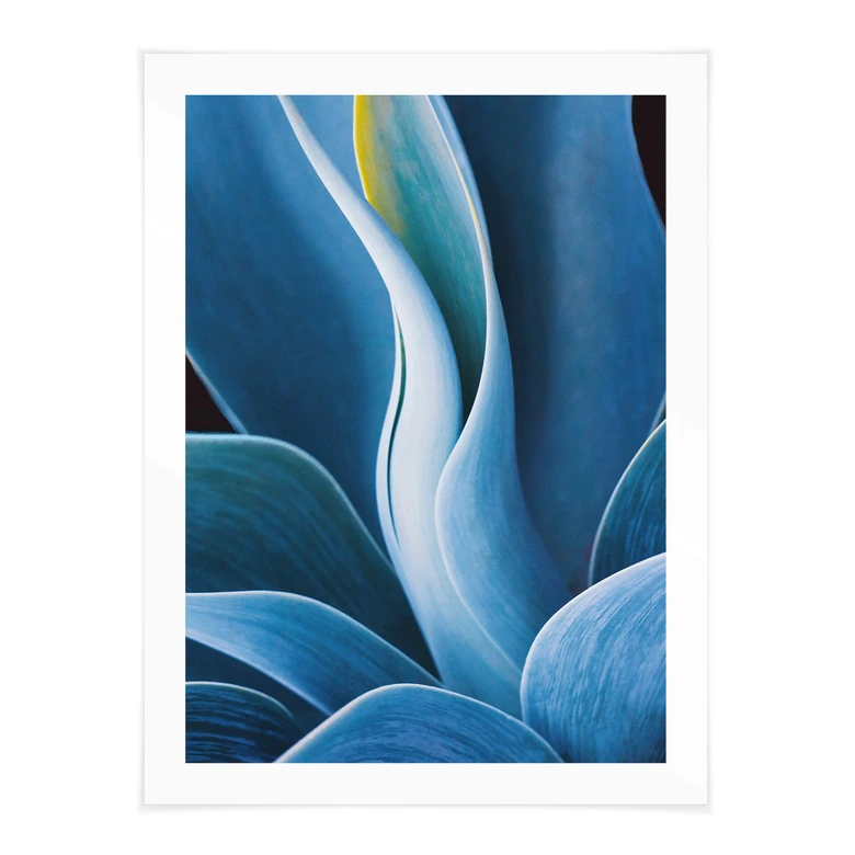 Poster Wechsler - Pflanzen Stillleben Agave 