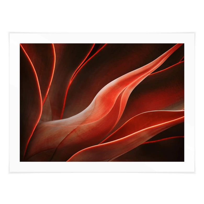 Poster Wechsler - Pflanzen Stillleben Agave im Herbst 