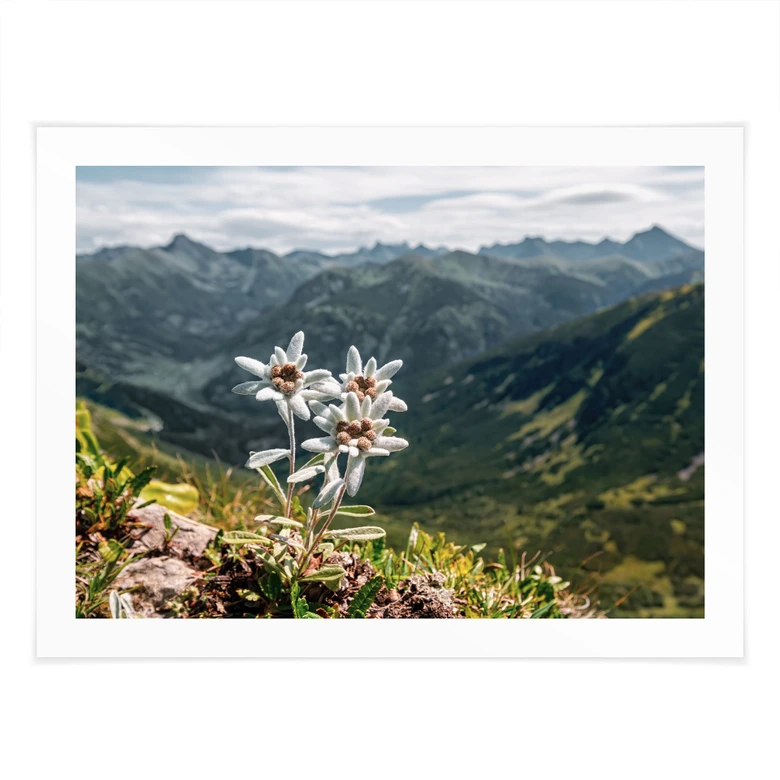 Poster Weißer Alpen-Edelweiß auf dem Berg 