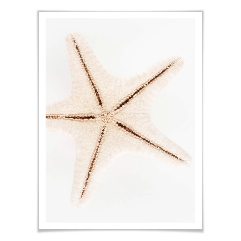 Poster Hugonnard - Weißer Seestern 