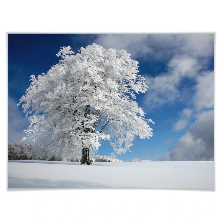 Poster Schumacher - White Winter Tree 