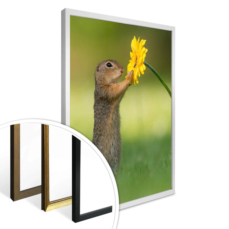 Plakat van Duijn - Wiewiórka ziemna trzymająca kwiatek 