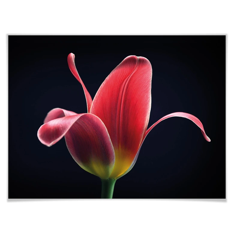 Poster Grønkjær - First Tulip 
