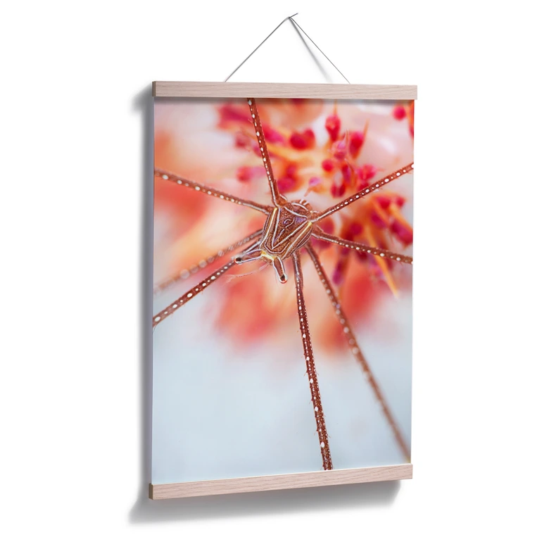 Poster Narchuk - Unterwasser-Exotik 