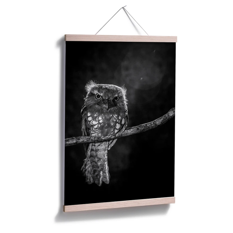 Poster Wilianto - Staring Owl 