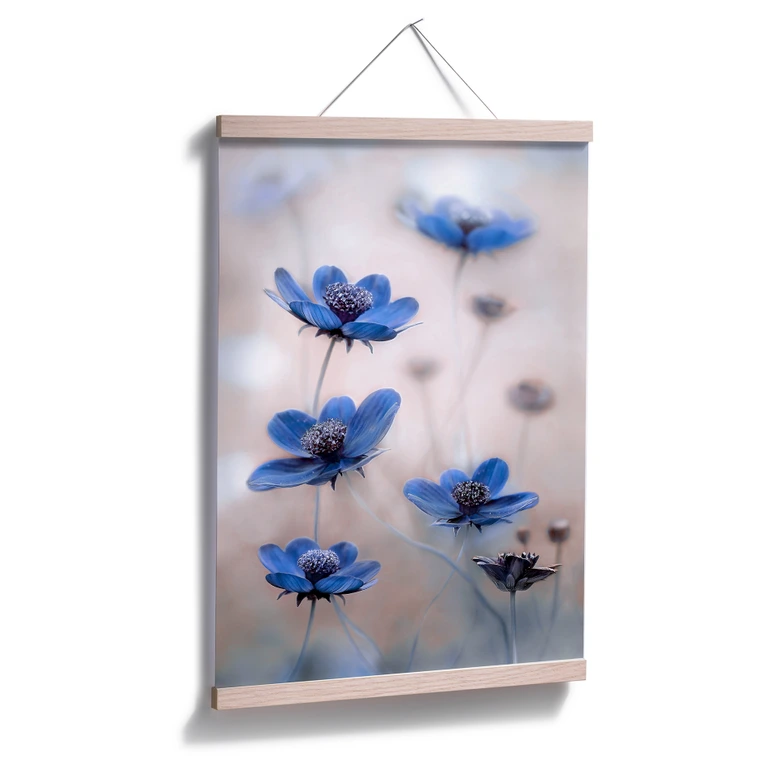 Poster Disher - Blue Cosmos 